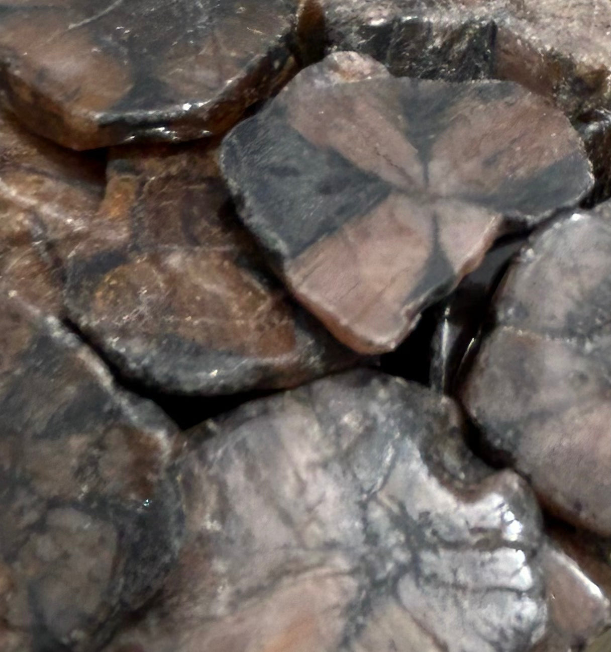 Chiastolite Polished Slabs Mountain Mineral Market